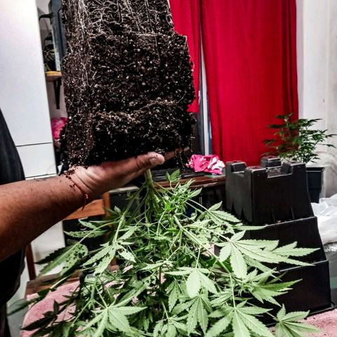 Moby y channel growlog timeline photo
