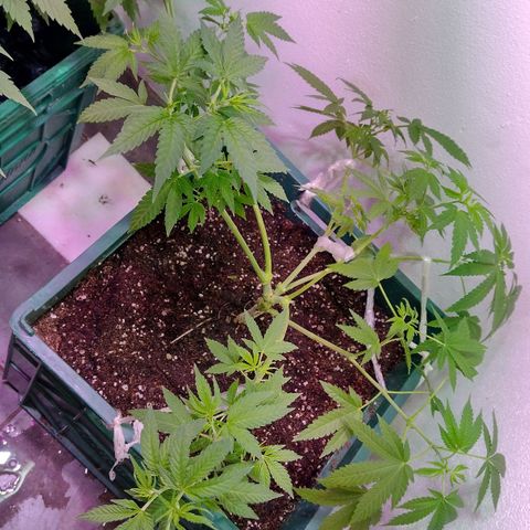 Moby y channel growlog timeline photo