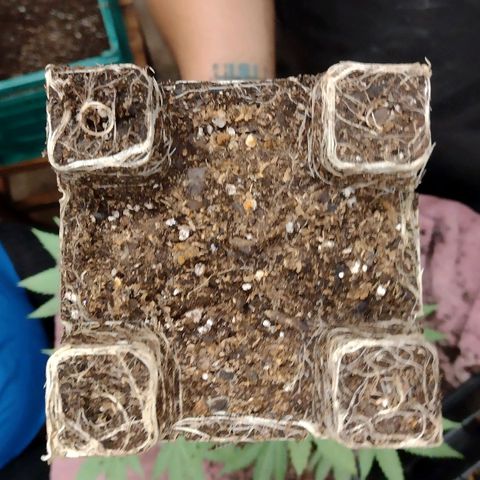 Moby y channel growlog timeline photo