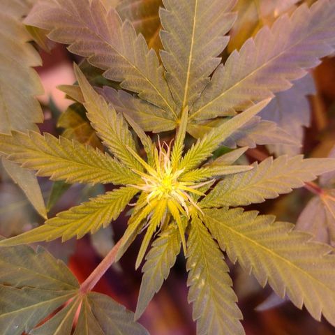 Moby y channel growlog timeline photo