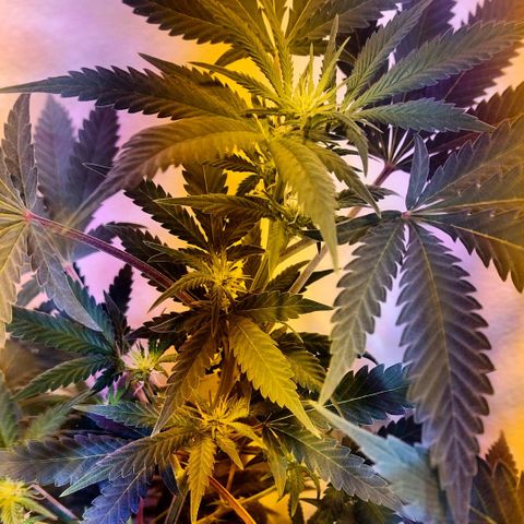 Moby y channel growlog timeline photo