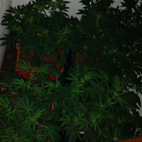 Moby y channel growlog timeline photo