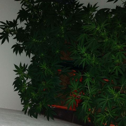 Moby y channel growlog timeline photo