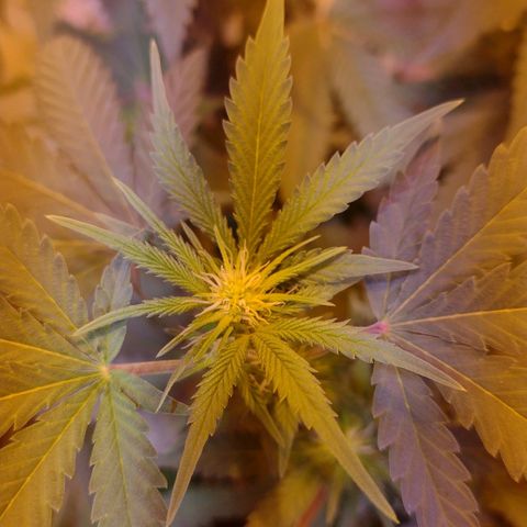 Moby y channel growlog timeline photo