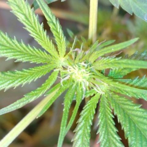 Moby y channel growlog timeline photo