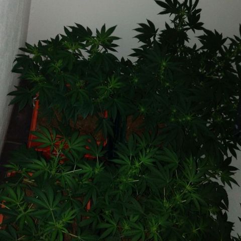 Moby y channel growlog timeline photo