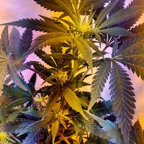 Moby y channel growlog timeline photo