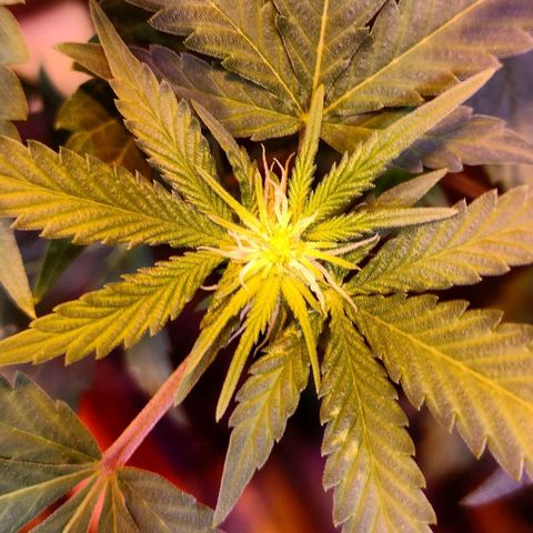 Moby y channel growlog timeline photo