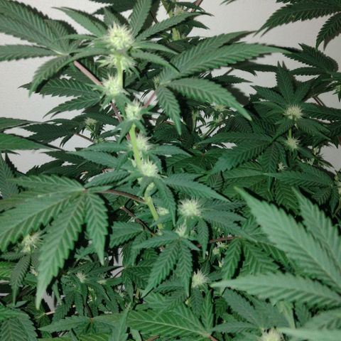 Moby y channel growlog timeline photo