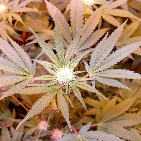 Moby y channel growlog timeline photo