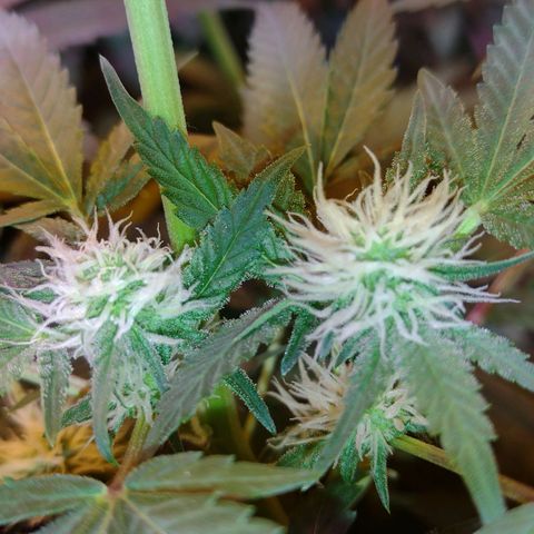 Moby y channel growlog timeline photo