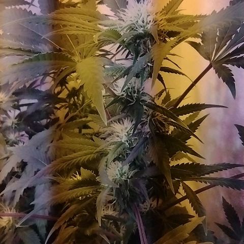 Moby y channel growlog timeline photo
