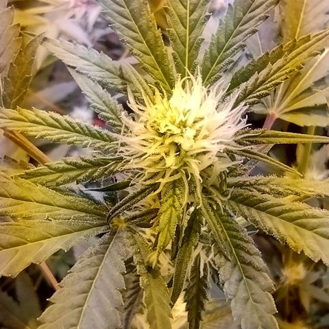 Moby y channel growlog timeline photo