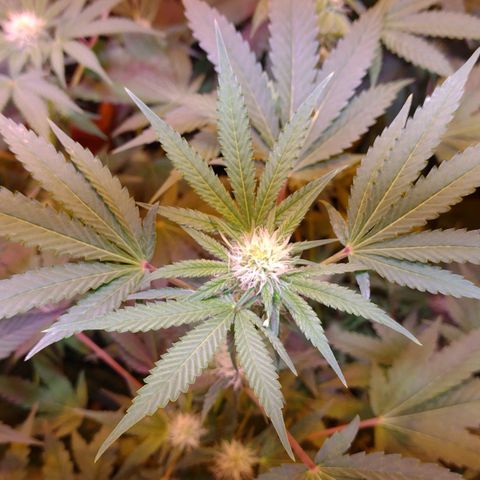 Moby y channel growlog timeline photo
