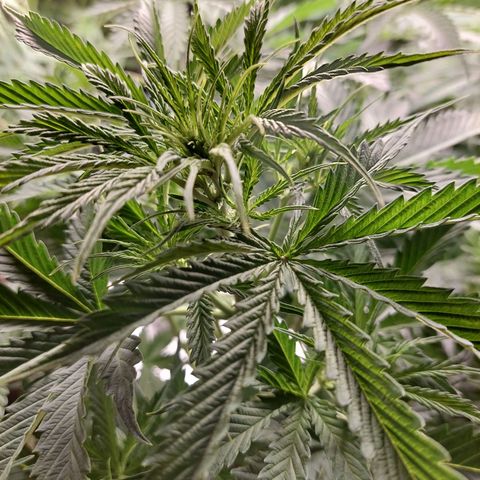 Eleanor growlog timeline photo