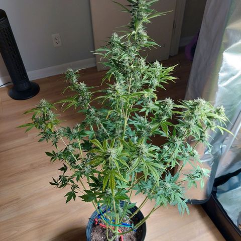 Francis growlog timeline photo
