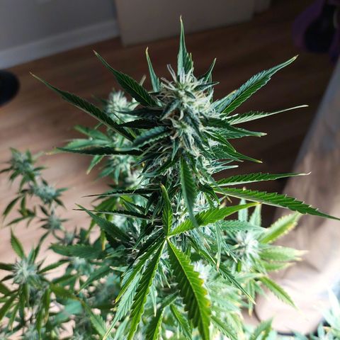 Francis growlog timeline photo