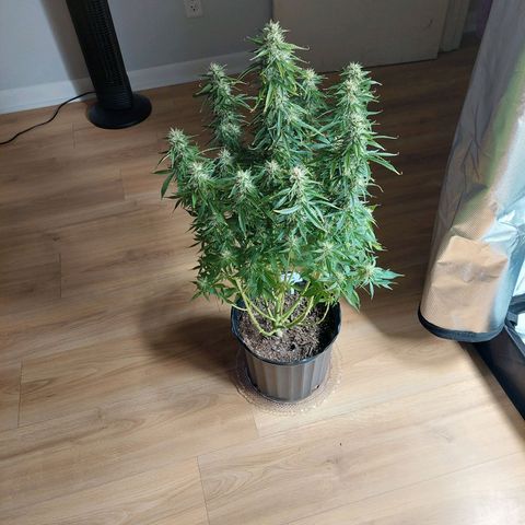 Bobbie Sue growlog timeline photo