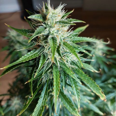 Bobbie Sue growlog timeline photo