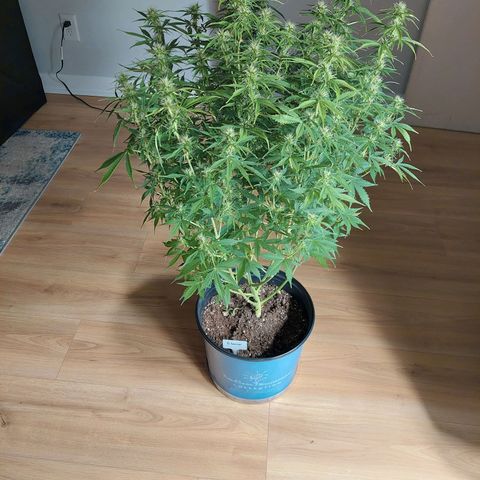 Eleanor growlog timeline photo