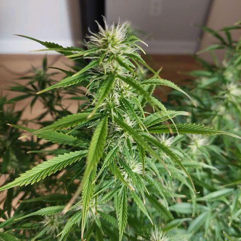 Eleanor growlog timeline photo