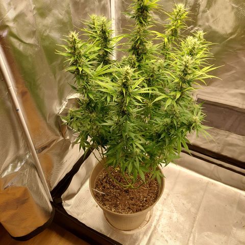Gigi growlog timeline photo