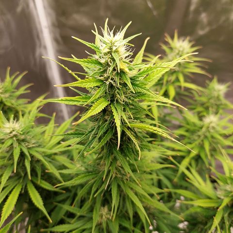 Gigi growlog timeline photo