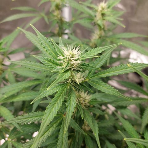 Cindy Lou growlog timeline photo