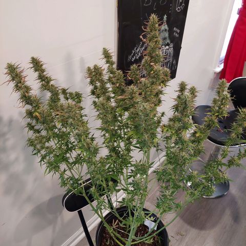 Eleanor growlog timeline photo