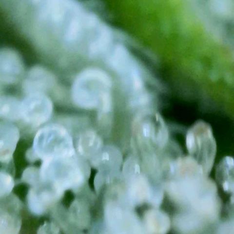 Eleanor growlog timeline photo