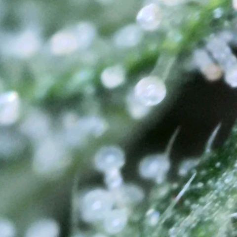 Eleanor growlog timeline photo