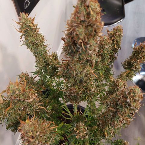 Bobbie Sue growlog timeline photo