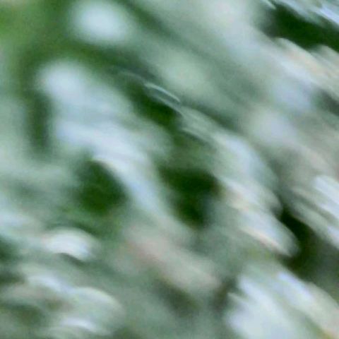 Bobbie Sue growlog timeline photo