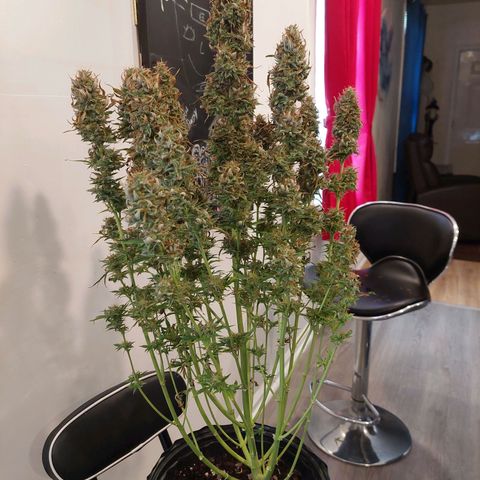 Bobbie Sue growlog timeline photo