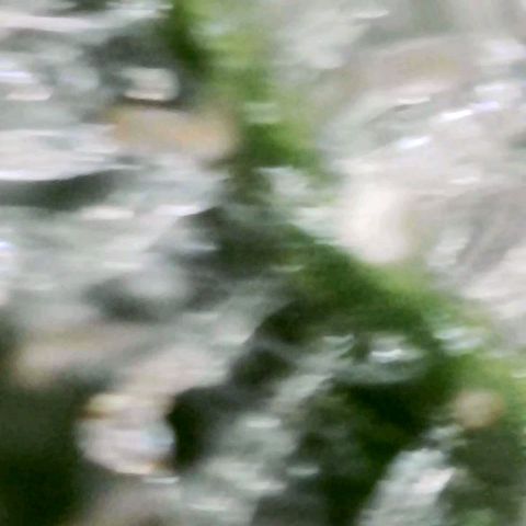 Bobbie Sue growlog timeline photo