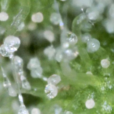 Bobbie Sue growlog timeline photo