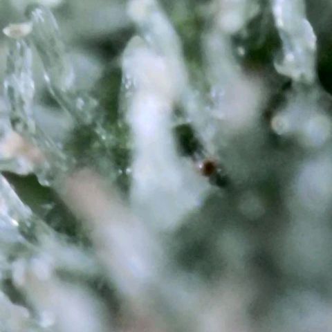 Bobbie Sue growlog timeline photo