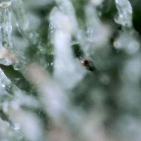 Bobbie Sue growlog timeline photo