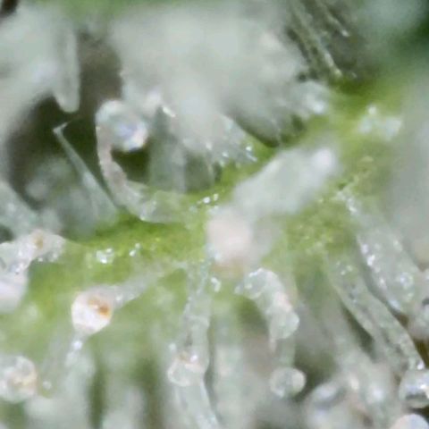 Bobbie Sue growlog timeline photo