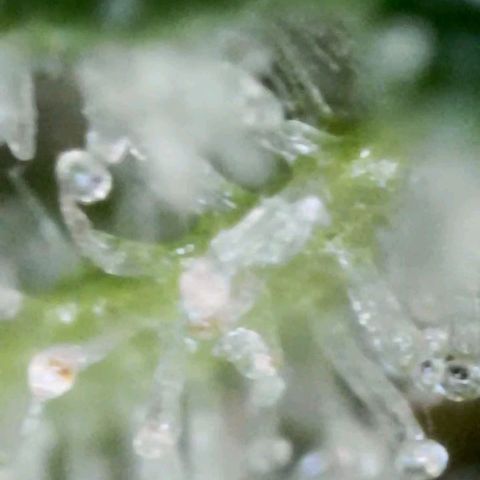 Bobbie Sue growlog timeline photo