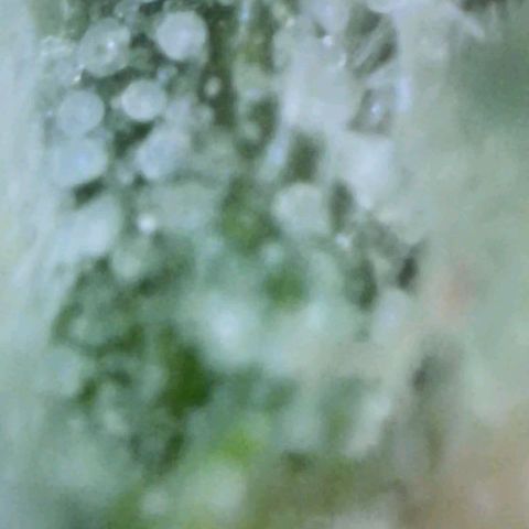 Eleanor growlog timeline photo
