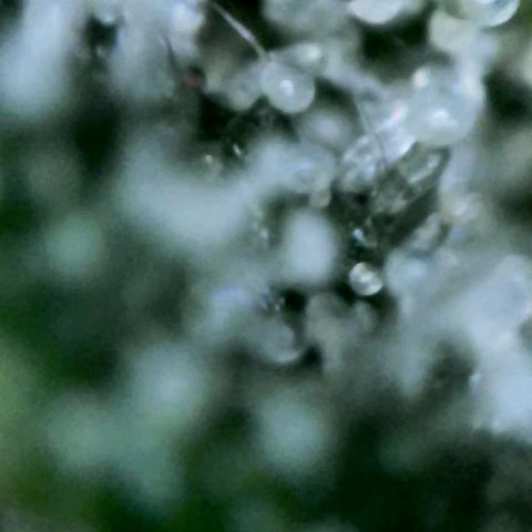Eleanor growlog timeline photo