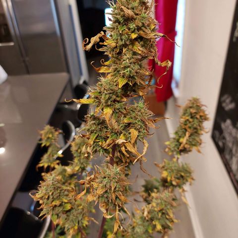 Francis growlog timeline photo