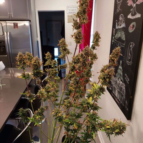 Francis growlog timeline photo