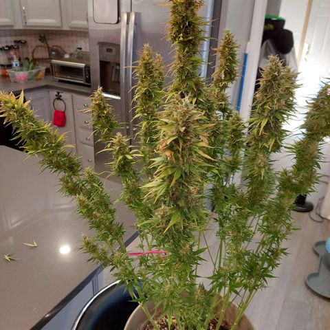 Gigi growlog timeline photo