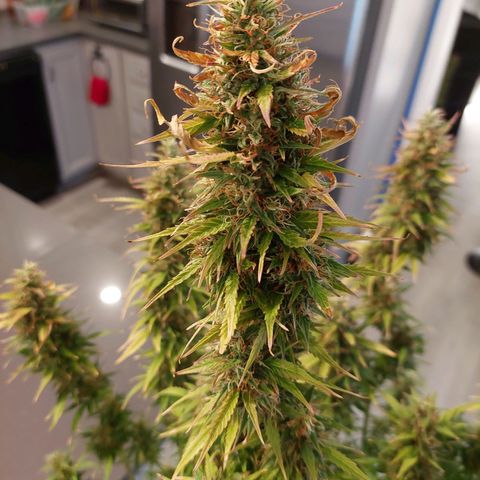 Gigi growlog timeline photo