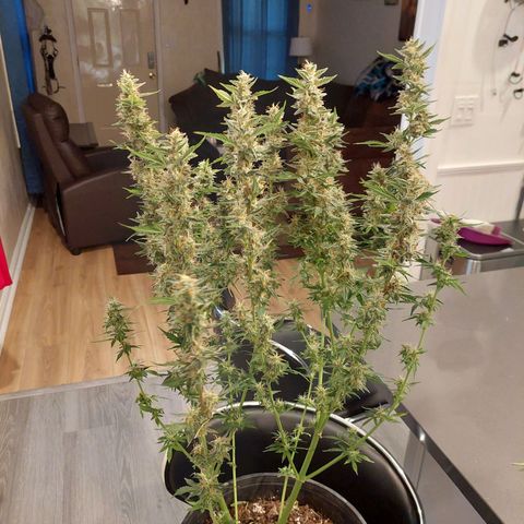 Cindy Lou growlog timeline photo
