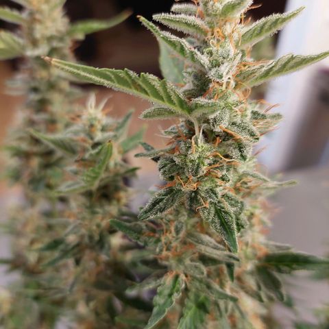 Cindy Lou growlog timeline photo