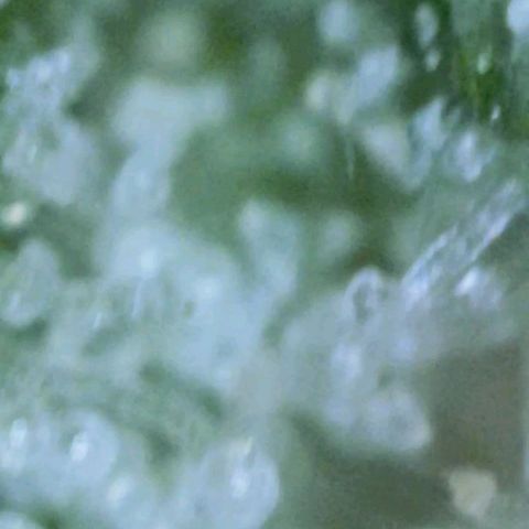 Cindy Lou growlog timeline photo