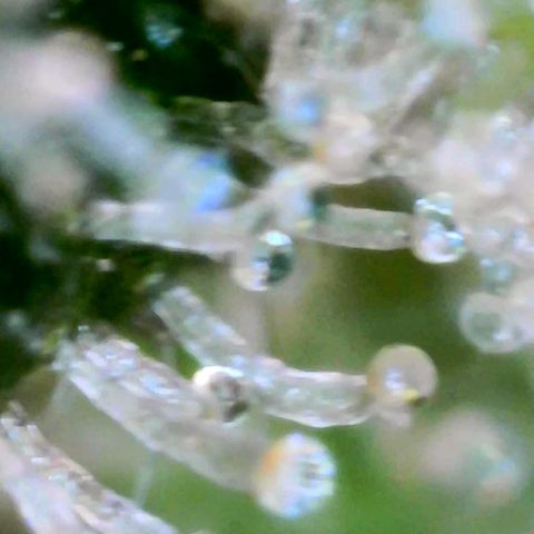Cindy Lou growlog timeline photo